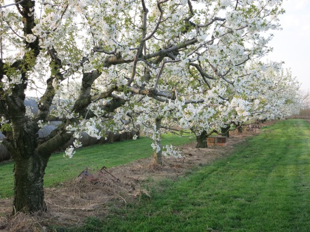 kailey &Nathanaels wedding may 9 043