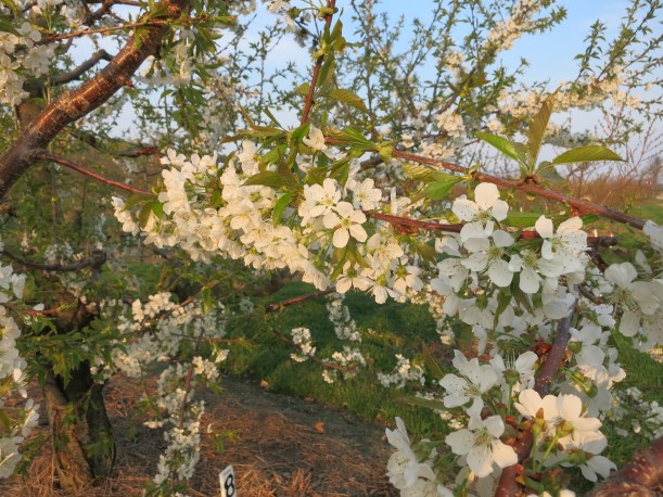 kailey &Nathanaels wedding may 9 045