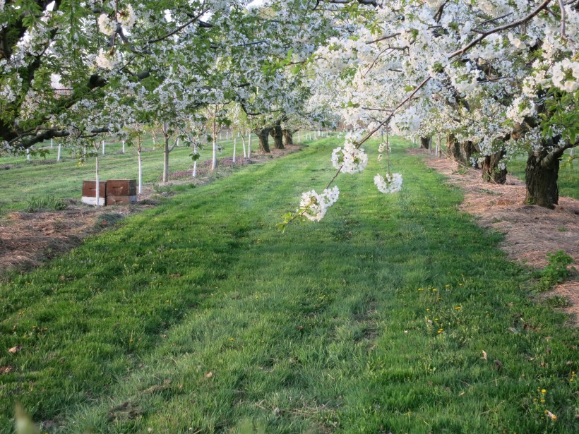 kailey &Nathanaels wedding may 9 056