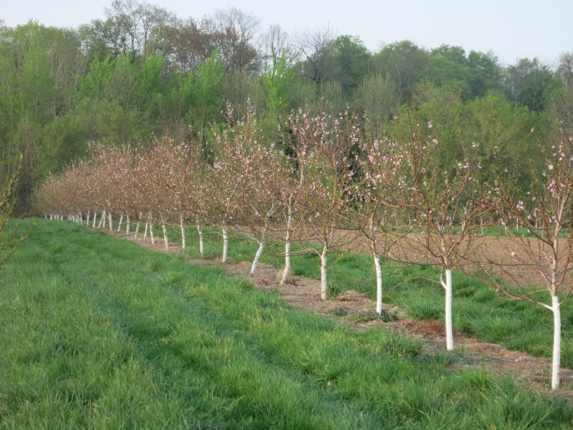 kailey &Nathanaels wedding may 9 061