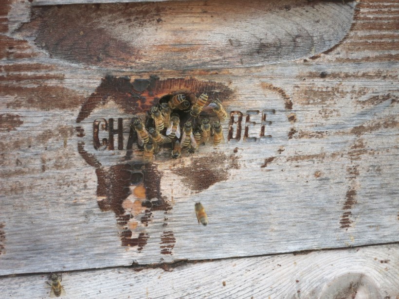 kailey &Nathanaels wedding may 9 063