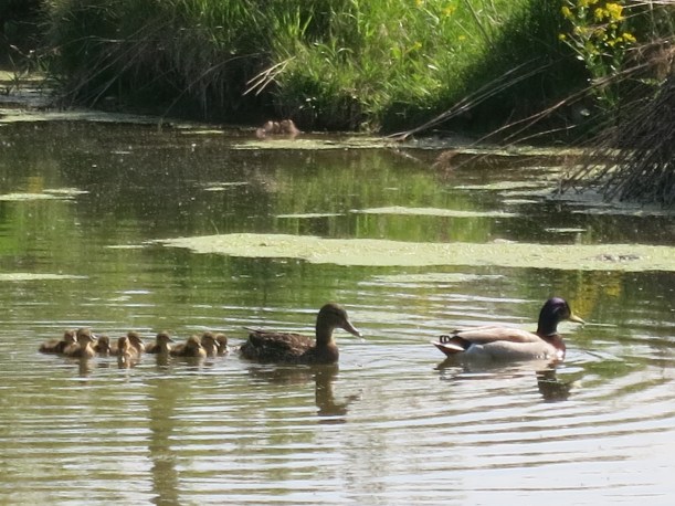 baby ducks 018