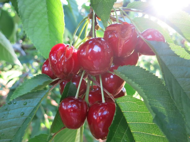 cherries 015
