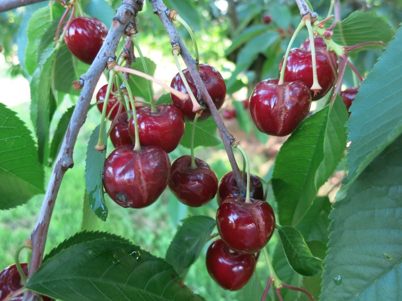 cherries 018