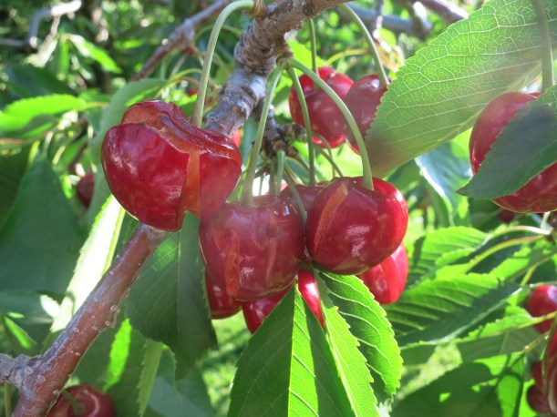 cherries 023