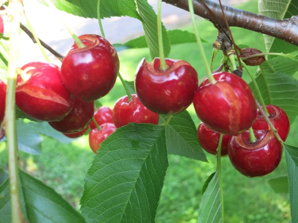 cherries 028